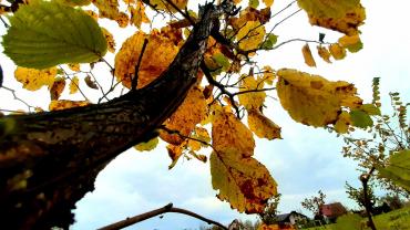 122958481 2534297373526813 2474909210868060515 N