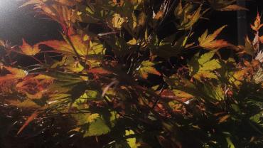 122995274 373091577438883 8155535708181158335 N