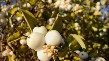 126045660 175907717503426 1659802454947878593 N