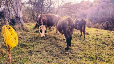 131733916 753714741901766 5995599995883682947 N