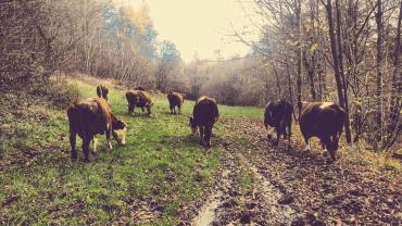 131927401 2456263198013073 3808589385110039042 N