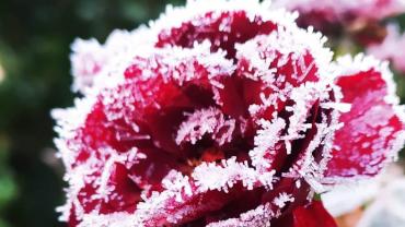 144065259 3089431771159808 3392361882968297798 N