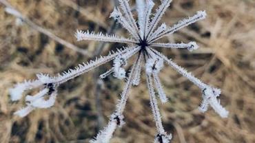 183016089 10215214972406315 6206589110510648366 N