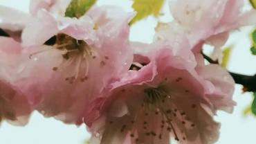 186476442 10215255583741573 2436375994119153282 N