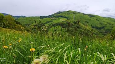 192028957 4265077510197022 8270583356161335968 N