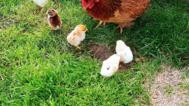 207574692 4353505934687512 5259174296511880744 N