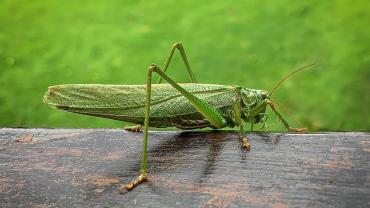 250094511 4723709531000482 6843734748951732847 N