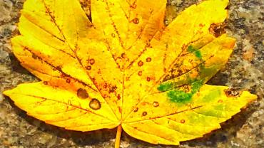 256485680 10216090231927256 8397859622205877860 N