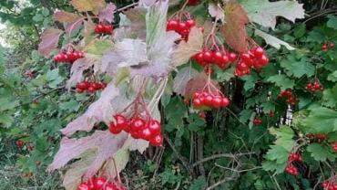 242255857 10215846043182690 4077410421508866662 N