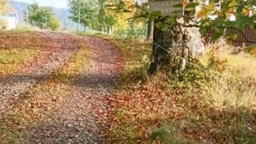 245842293 4684271791610923 1140452943418087179 N