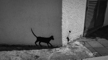 255403398 2668012943493852 2121856218673314536 N