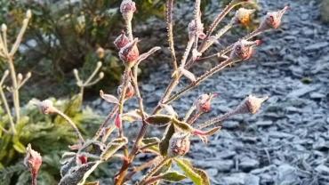 258985892 10216098318609418 4893156540426521601 N