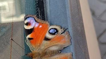 244741542 4658334297538006 1250317720618833662 N