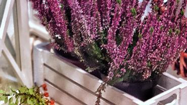 243394198 4631231083581661 7757197049943958474 N