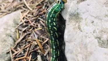 252061384 10216030794961369 2225185574216451036 N