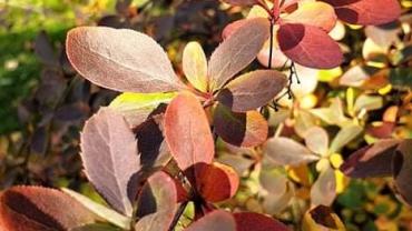 253368698 4748837068487728 553497746377286323 N