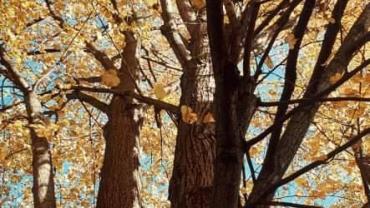 253775201 4748837568487678 4858097507996351140 N