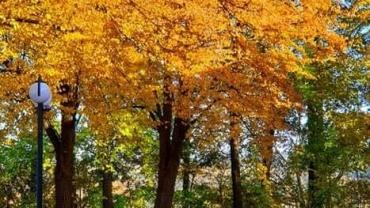 253777300 4748837248487710 2081150334995367248 N