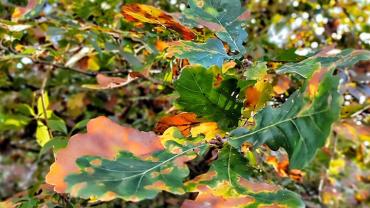 311983883 553586983436549 2832698018696174005 N