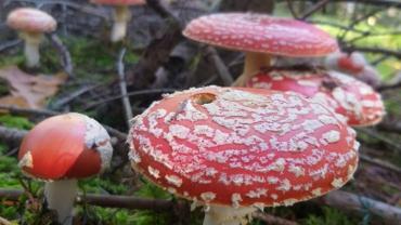 316425468 585712803557300 8592314140291238816 N