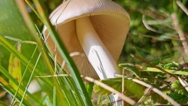 316528645 585712920223955 1156007887927044661 N