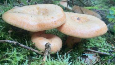 316540636 585712700223977 8043200709740802818 N