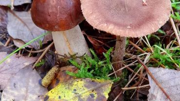 316540770 585712750223972 5458458462557730826 N