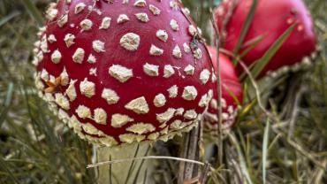 316683543 585713300223917 5901086704945797994 N