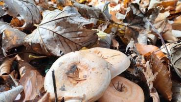 316820114 585713356890578 3711602418322123177 N