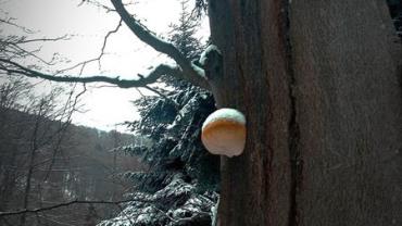 336997573 202473469067990 9095677925743539158 N