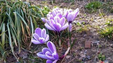 337292490 966709471435504 8011141877008571726 N