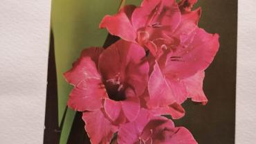 334533579 126655000338703 1759657138725745461 N