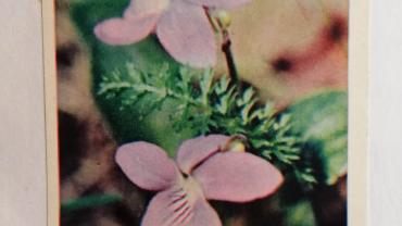 333247271 1256587091876107 7808975263352724791 N