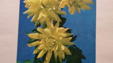 334927481 1357473265074543 7869141501787843467 N