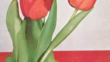 334945963 951064859667328 4112840634662169902 N