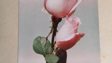 334946102 230788229387054 9001312385580129388 N