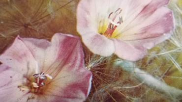 334946855 1017196329690836 3333031969620489076 N