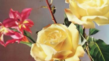 334950927 712196880587753 3642516553596010610 N