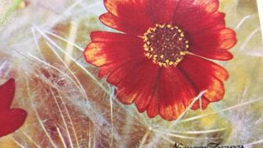 334955634 546717014227055 5906345125086630178 N