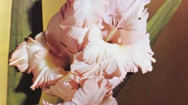 334957188 222406863647274 6751756930981356899 N