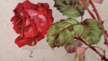 334960057 509337848059785 6663537998207234001 N