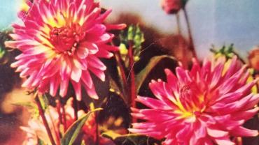 334970403 1866954197010024 4665680576214553188 N