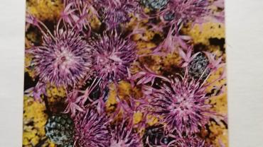 334973542 688649856345098 3946312794268524833 N