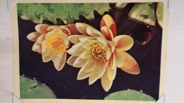 334975508 591711166314789 2811602653410805313 N