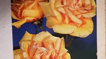 335060967 955216032336413 8071699456890636274 N