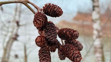 336789443 758239135628433 797062143930490048 N