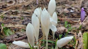 339438758 751674646395707 8856929908567504594 N