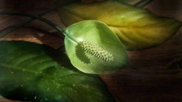 394081535 840107264784518 8055827061697888303 N