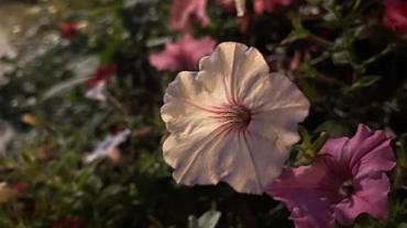 394332483 841492854645959 1821637318741080500 N