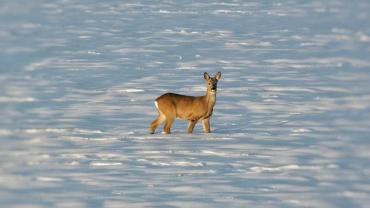 415028337 890426583085919 7158882776335751026 N